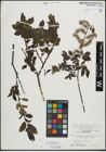 Foto von Salix mielichhoferi Saut.